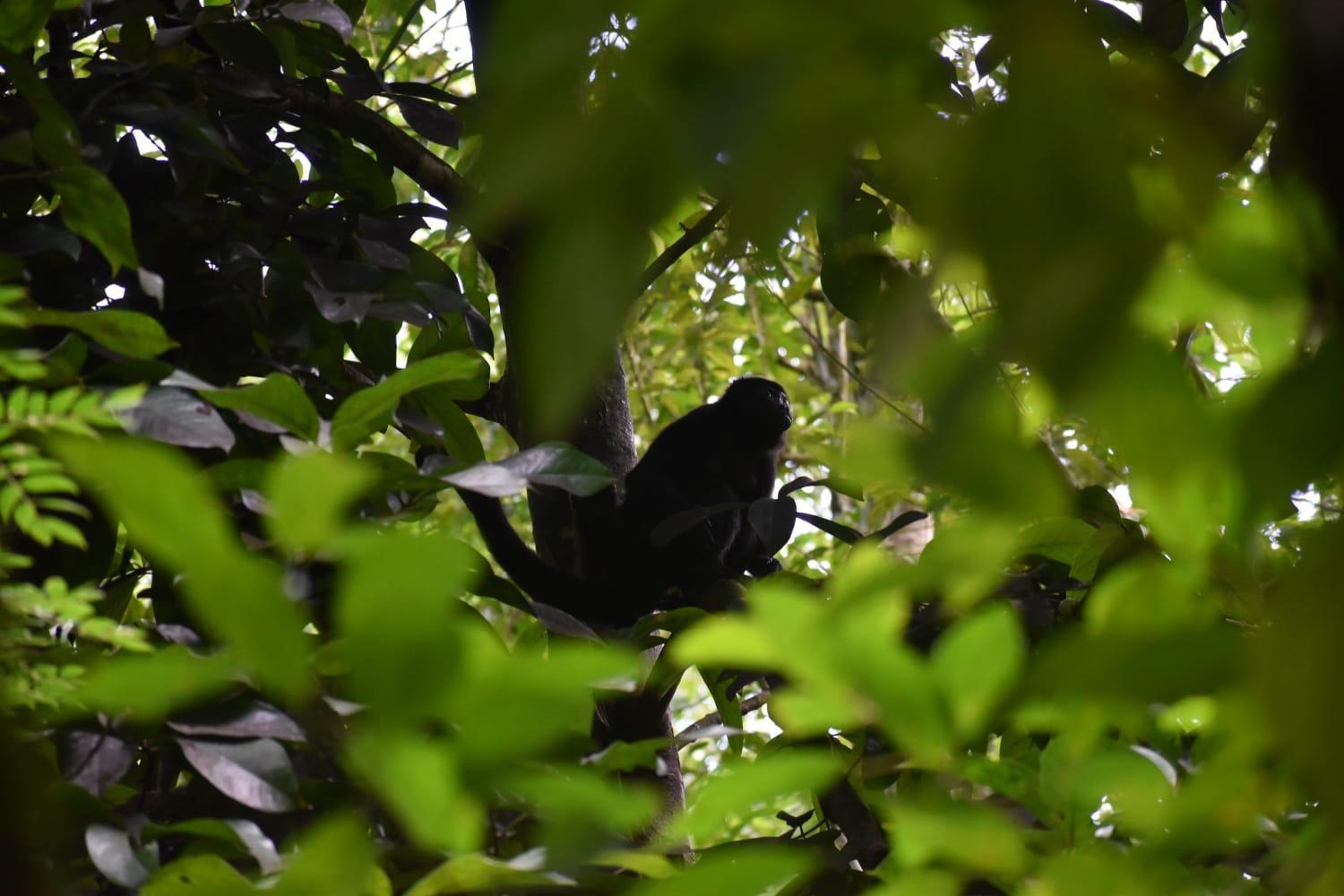 Sunshine Sanctuary Boutique Jungle Lodge Монтесума Екстериор снимка